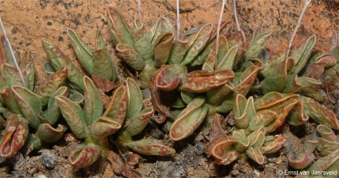 A close-up of a cluster showing the purplish mottled, channeled leaves a response to lack of moisture