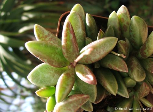 A plant in cultivation