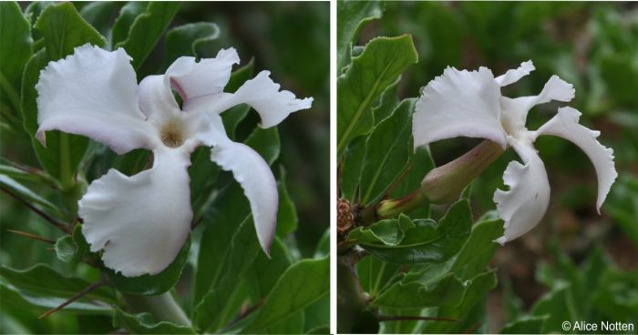 Flowers, face and side view