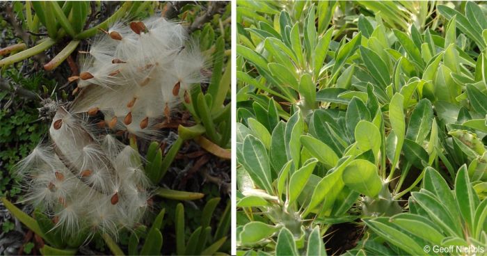 Seeds and seedlings