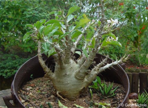 Cultivated plant in a container