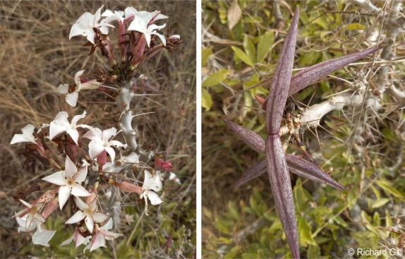 Flowers and fruits