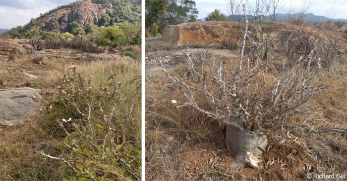 Plants in habitat, Mpumalanga