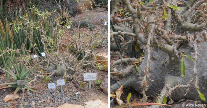 Cultivated plant in the Kirstenbosch arid house