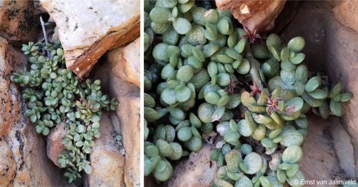 A cluster at Aggeneys. Note the dried fruiting follicles