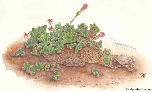 Illustration of a plant in flower by Marieta Visagie