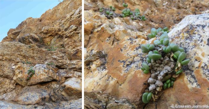 The south-facing cliff-face habitat of Adromischus diabolicus 