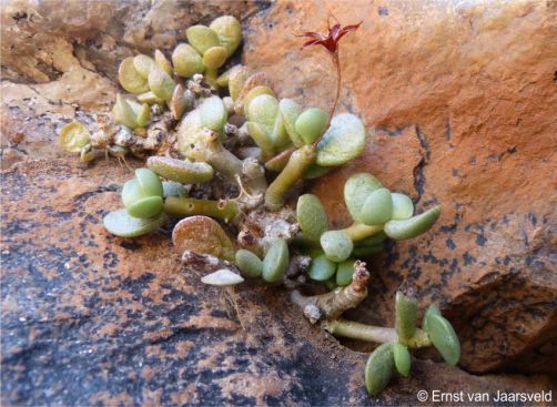 A small cluster showing flaky waxy leaf surface