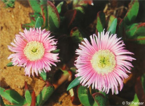 Carpobrotus mellei in flower