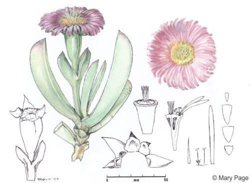 Carpobrotus mellei illustration