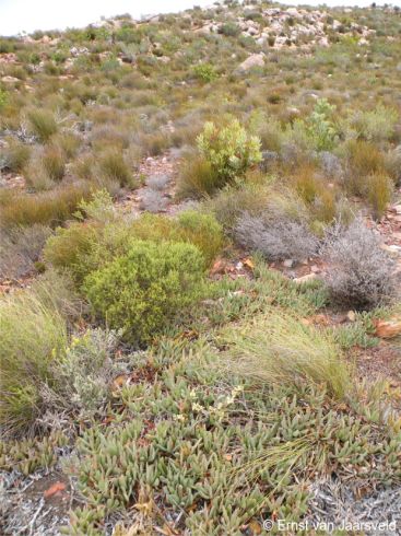 Breede Quartzite Fynbos habitat on Gannaberg, Robertson