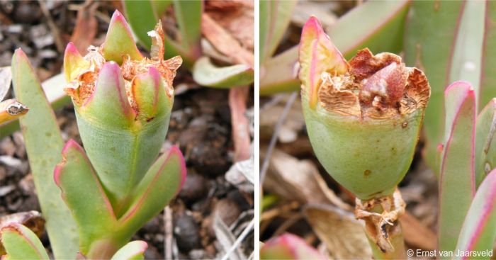 Fruit of Carpobrotus mellei 