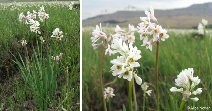 Tulbaghia natalensis in habitat, a small clump and the flowers up close