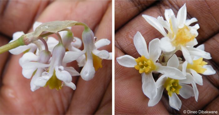 The flowers of Tulbaghia natalensis 