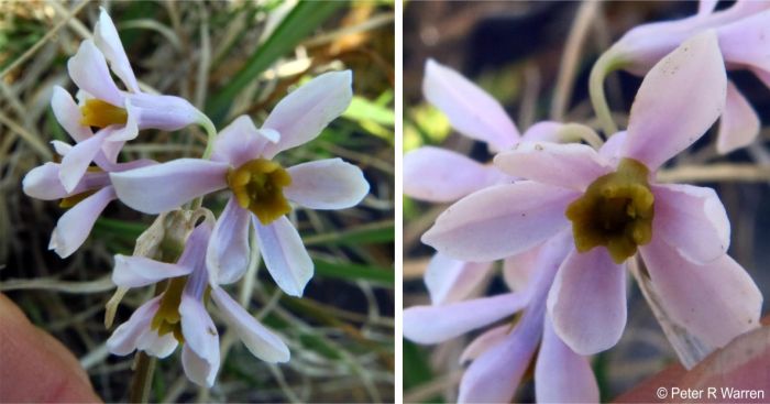 The flowers of Tulbaghia natalensis 