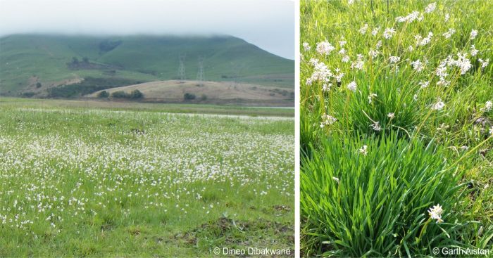 Tulbaghia natalensis in habitat, and a large clump up close