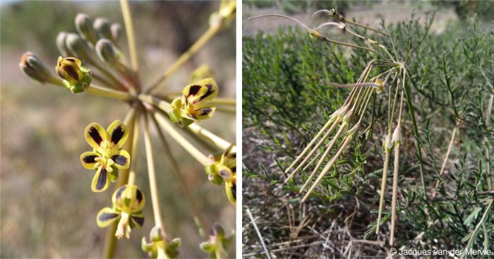 Pelargonium multiradiatum flowers and developing fruits