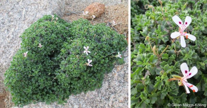 Pelargonium xerophyton in flower in habitat, Karas region, Namibia.