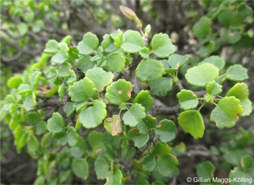 Pelargonium xerophyton leaves