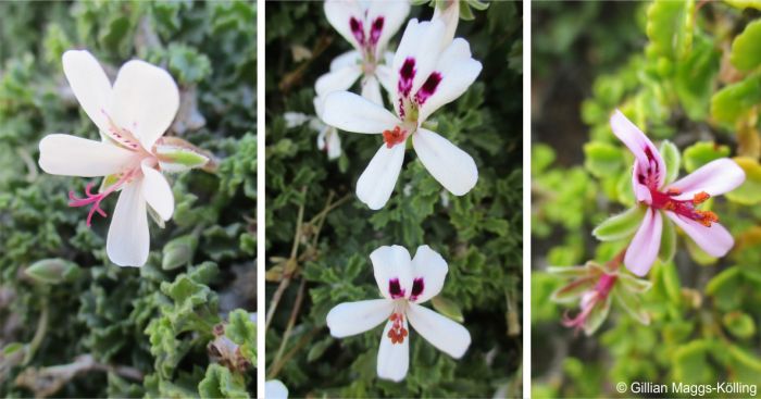 Flowers of Pelargonium xerophyton are white or pink with red markings