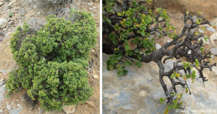 Growth habit of Pelargonium xerophyton showing thick branches and twiggy stems