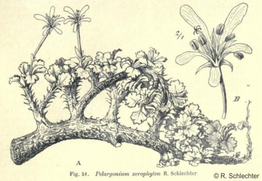 Illustration of Pelargonium xerophyton by Rudolph Schlechter