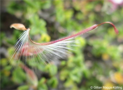 Seeds have a feathered tail