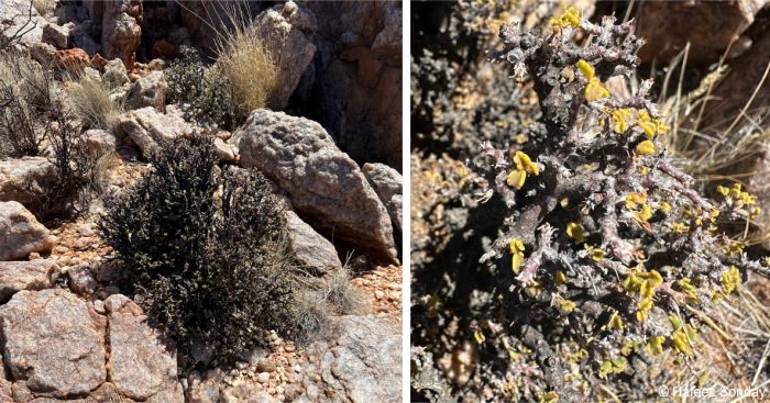 Pelargonium xerophyton during the dry season, in midsummer, Namaqualand.