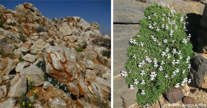 Pelargonium xerophyton in flower in spring in habitat, Karas region, Namibia