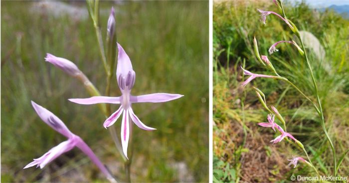 Radinosiphon leptostachya, the inflorescence and flowers