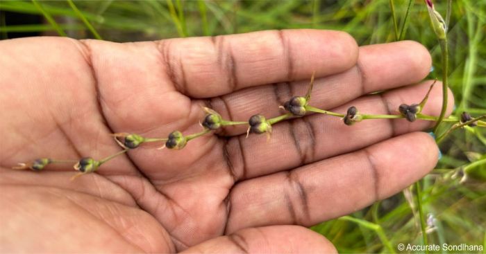 Developing fruits of Radinosiphon leptostachya