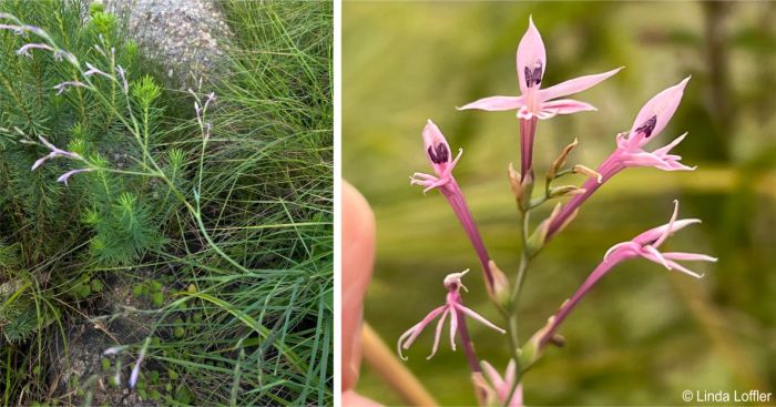 Radinosiphon leptostachya, inflorescence 