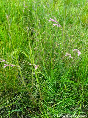 Radinosiphon leptostachya growing in habitat