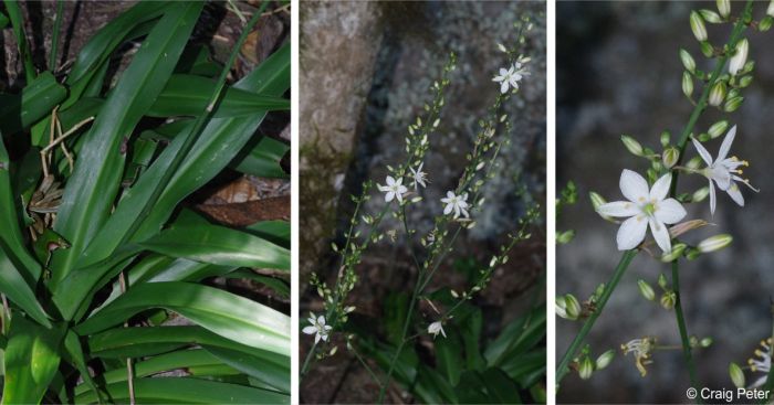 Chlorophytum capense in flower in habitat