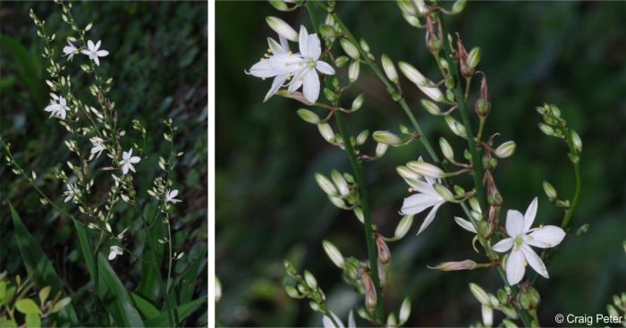 Chlorophytum capense inflorescence, flowers and developing fruits