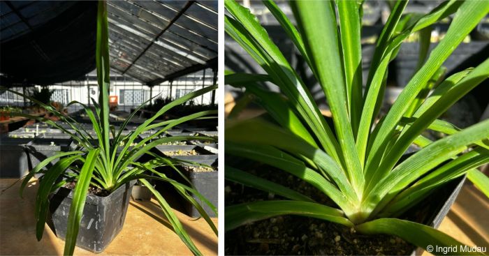 Chlorophytum capense plant in cultivation