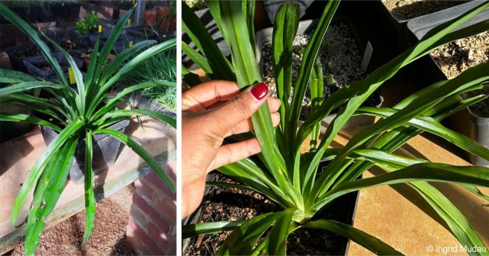 Chlorophytum capense plant in cultivation