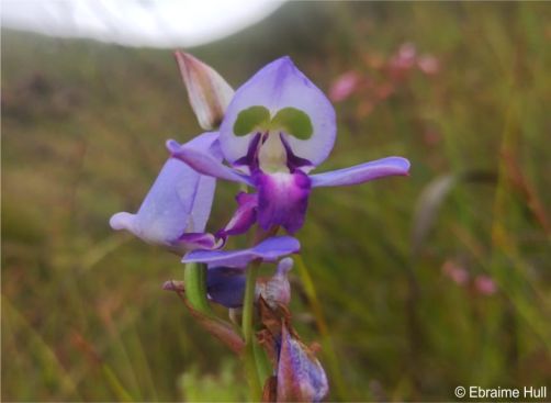 Disa graminifolia 