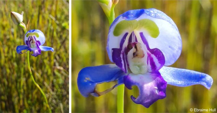 Disa graminifolia growing among fynbos, and a close-up of the flower