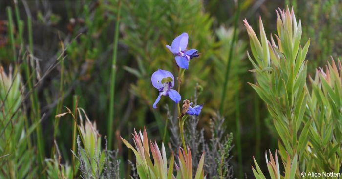 Disa graminifolia growing in dense fynbos on the Cape Peninsula