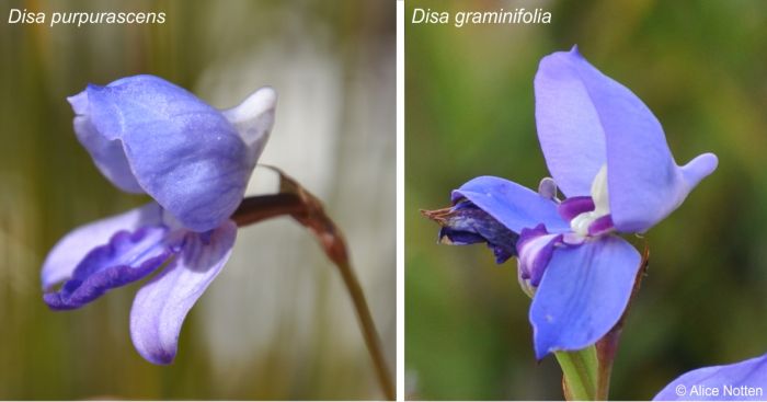 Comparison in profile between Disa purpurascens LEFT and Disa graminifolia RIGHT