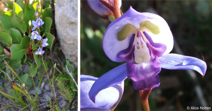 A flowering stem of Disa graminifolia and a close-up of a flower