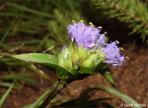 Cyanotis speciosa