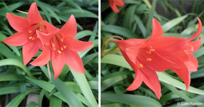 Cyrtanthus sanguineus flowers