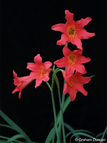 Cyrtanthus sanguineus in flower Kirstenbosch pot collection