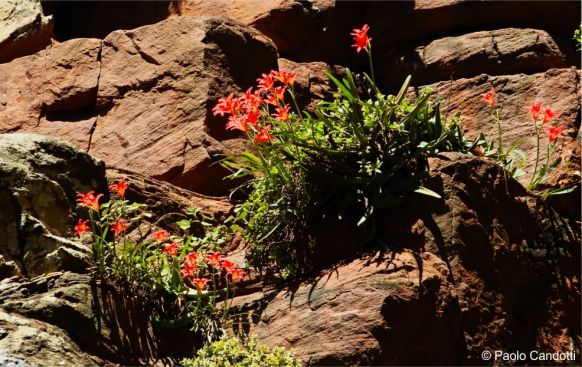 Cyrtanthus sanguineus in habitat, in KZN