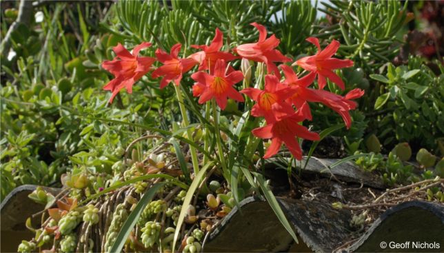 Cyrtanthus sanguineus in cultivation, in a KZN garden