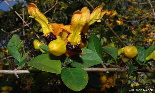 Ruttya fruticosa with yellow flowers