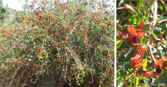 Ruttya fruticosa growing in Tsavo West National Park, Kenya