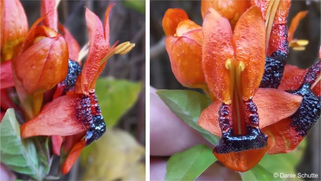 Close-ups of the front and side-view of Ruttya fruticosa flowers